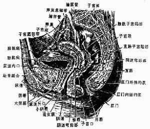 生殖疱疹治疗药物 生殖疱疹治疗药物 得了生殖疱疹该吃什么药好?