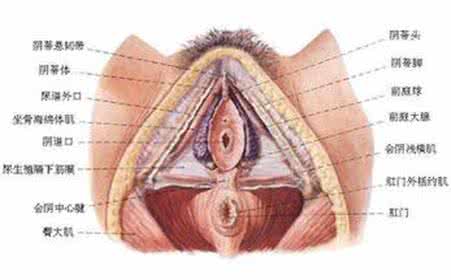 霉菌外阴炎治疗方法 女性霉菌外阴炎的治疗 女性外阴炎的治疗方法有哪些