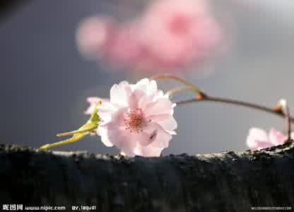 一日禅集锦经典 一日禅集锦(207)