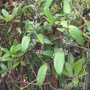 中草药土茯苓 抗癌中草药之土茯苓