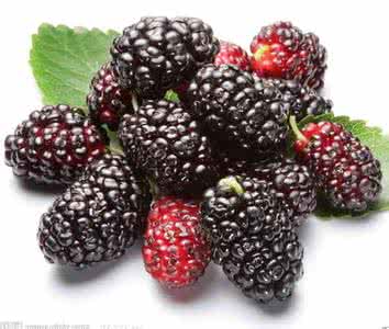 干桑椹子的功效与作用 桑葚干 桑椹的功效与作用