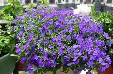 夏天不觉得热 夏天种花 夏天种这11种花,再也不会觉得热了!