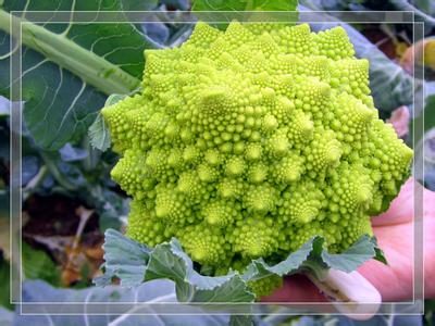 宝塔菜图片 宝塔菜