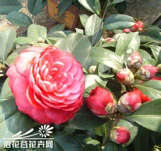 茶花落蕾 怎样防治茶花落蕾