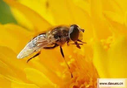 养蜜蜂邻居被蛰肿 被蜜蜂蛰了 蜜蜂蛰了怎么办?蜂蛰对病症的治疗