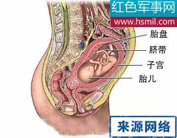 男人吃胎盘有什么好处 吃胎盘有什么好处？真相是这样的！