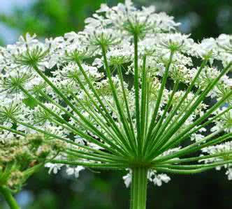 独活草 独活草 独活草 究竟是什么?