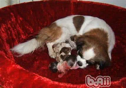 犬产后低血钙 犬产后低血钙 母犬产后低血钙怎么办