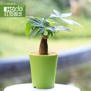 放在电脑前防辐射植物 电脑防辐射植物 防辐射植物有哪些 电脑防辐射6大植物介绍