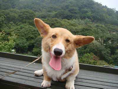 柯基品种图 柯基犬的种类有哪些