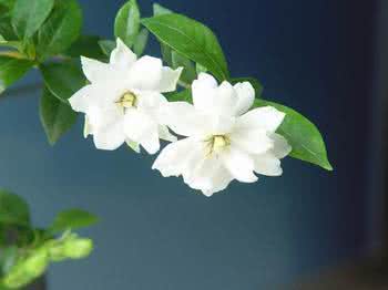 席慕容栀子花 栀子花(作者：席慕容）