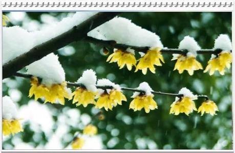 配乐诗朗诵沁园春雪 配乐诗朗诵|梅与雪的重逢