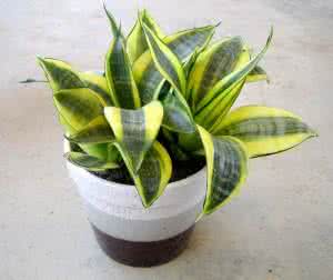 虎皮兰养殖方法 【卧室植物1】虎皮兰的养殖方法和注意事项