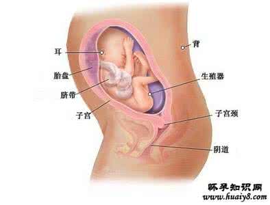 子宫肥大需要注意什么 子宫肥大需要注意什么 子宫肥大须饮食注意些什么