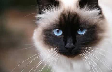 宠物猫的品种及价格 宠物猫的品种 宠物猫的品种及价格