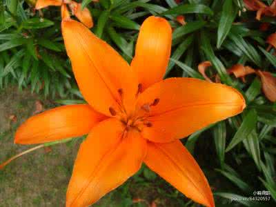 香水百合 香水百合手工----秋天森系外套