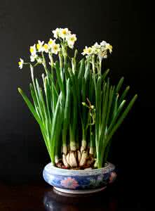 五台山不要随便去 【常识】这些花很好看但有毒,不要随便放在室内