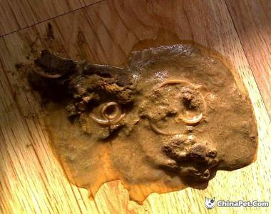 狗狗肚子有虫的症状 肚子有蛔虫怎么办 狗狗肚子有虫有何症状?狗狗肚子有虫怎么办?