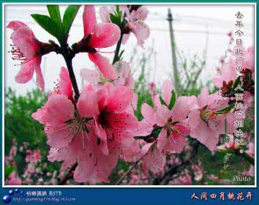 人间四月芳菲尽 人间四月芳菲尽，漫坡山花迎客来,