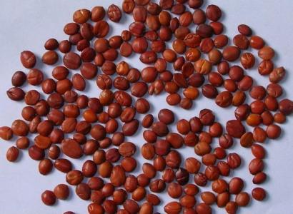 麸炒白术 麸炒白术的最大用量 论炒酸枣仁的最大用量