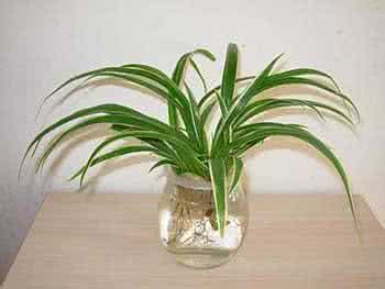 吊兰风水摆放注意事项 吊兰风水摆放注意事项 花瓶摆放风水位置注意事项