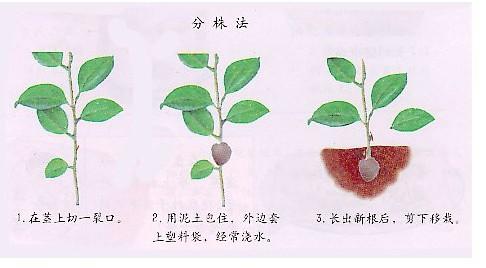 绿萝的繁殖方法图解 各种繁殖方法图解