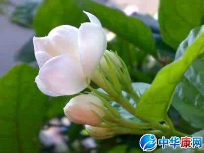 茉莉花的简介图片和生长习性