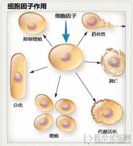 基质细胞衍生因子 1 血清基质细胞衍生因子―1水平对阿卡波糖治疗初发2型糖尿病效果的影响