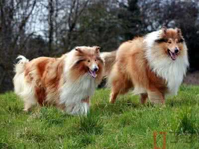 苏格兰牧羊犬训练视频 苏格兰牧羊犬怎么训练