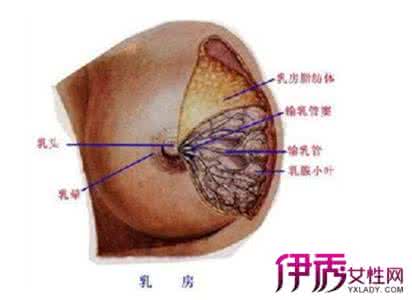 溢乳是怎么回事 溢乳是怎么回事 溢奶也是一种病，怎么区分生理性溢乳和病理性溢乳