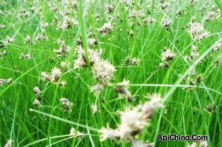 东北三宝乌拉草 乌拉草优点 东北三宝中的乌拉草的优点是什么