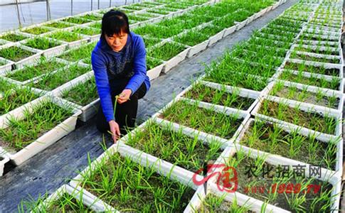 家庭种韭菜施肥 家庭种植韭菜如何施肥？