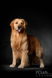 高加索犬会咬主人吗 主人发现11岁的黄金犬渐渐老去后，他做的决定让狗狗此生无憾