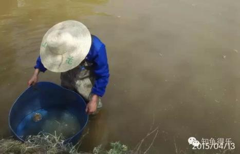 癌症克星 水产 真正的癌症克星竟然是它