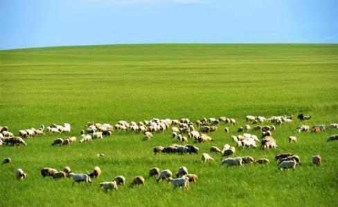 中国有几个大草原 中国这些美丽的大草原,你去过几个?