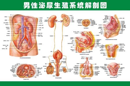 阴茎18岁可以发育 男性阴茎可以二次发育吗？