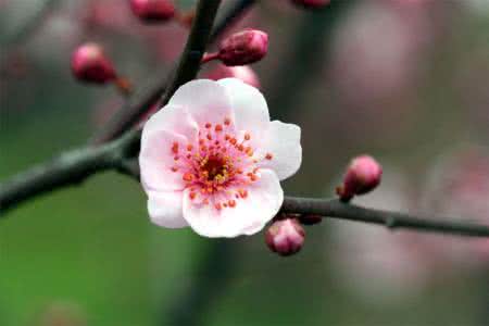 关于梨花的唐诗宋词 唐诗中的“花花世界”——梨花