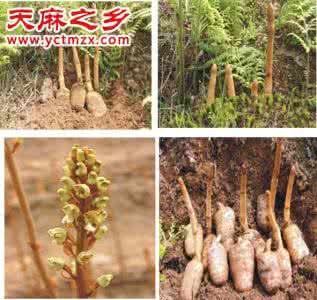 天麻的功效与作用禁忌 天麻的功效与作用及食用禁忌
