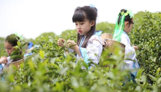 茶园采茶图片 小萝莉走进茶园 身着古装学摘采茶