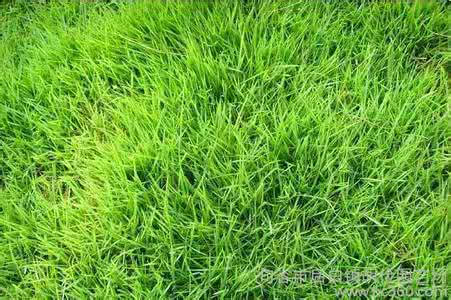 小糠草