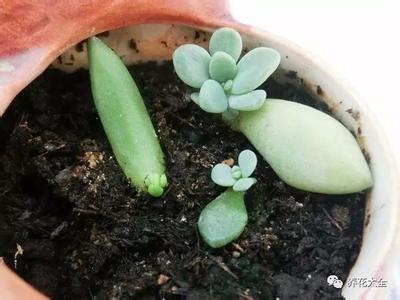 多肉盆底要不要铺石头 多肉盆底要不要铺石头 多肉盆底垫什么?