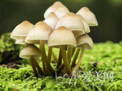 夏季怎样保存干蘑菇 夏季怎么用蘑菇养颜