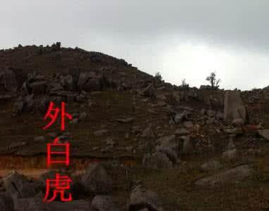 住宅旁边是坟地 住宅后面山上有坟地 山上特别多，特别喜欢长在坟地上，果子可以预防肝癌、肝炎等疾病