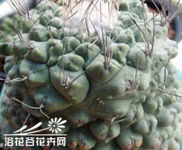 强光照射boost验真假 强光照对菊水体型的影响-菊水体型的变迁