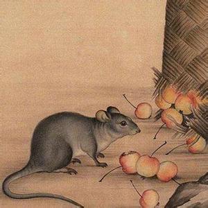 鼠年出生的人的爱情 鼠年出生的人
