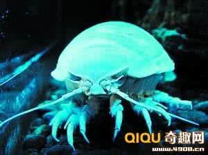 大千世界无奇不有 大千世界无奇不有 地球上最神秘的三大生物揭秘