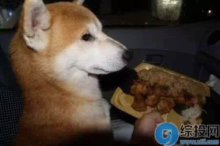 金正恩如果瘦下来 如果能像它一样，我或许早就瘦下来了！