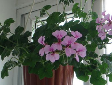 天竺葵的养殖方法 天竺葵养殖的每月管理方法