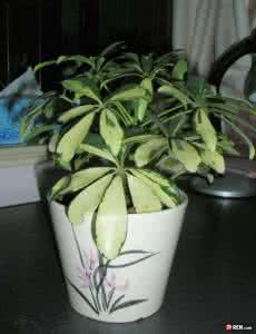 吸毒王植物 史上最强吸毒植物，选一盆搬回家