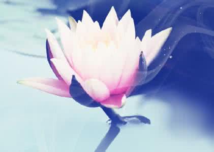 般若莲花处处开 如莲般开在心里